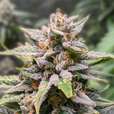 Exploring Marijuana Seeds New Mexico A Comprehensive Guide